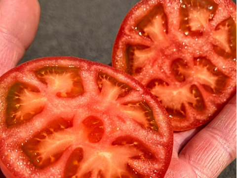 ★平均糖度10.5度！★完熟★名水育ち★究極のフルーツトマト「海部川のしずく」1.4kg(10〜35個)　品種は驚きの桃太郎！