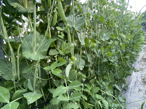 美味しい春の味覚！ここちゃん農園のスナップエンドウ