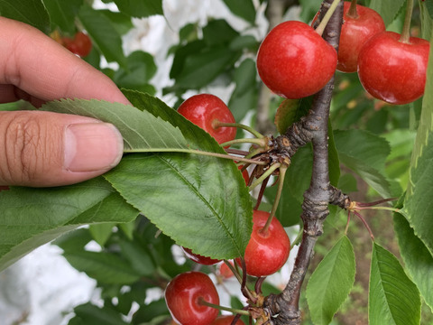 【贈答、プレゼント用】数量限定‼︎手詰め‼︎佐藤錦発祥の地。山形県東根産佐藤錦