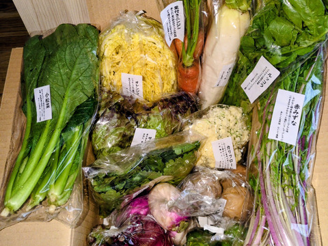 【旬のVEGE箱（Rサイズ）】土壌医＆有機農家がつくる！畑の「今」を箱いっぱいにつめこんだ野菜セット（約11〜12品種）