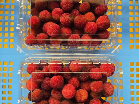 ★最終品！　自然栽培　ヤマモモ　1キロ～　秀峰　秀光　チルド便