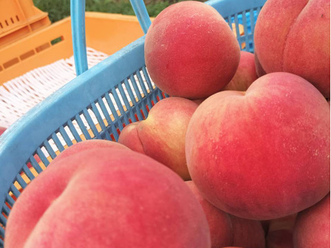 お手頃丸かじり桃!!『川中島白桃 2kg』☆数量限定☆【小玉品】