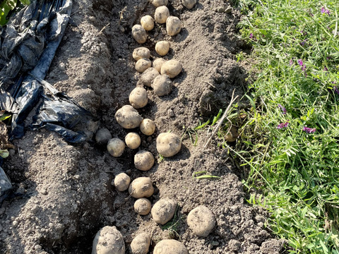 新じゃがいも男爵1.5kg 農薬・化学肥料不使用