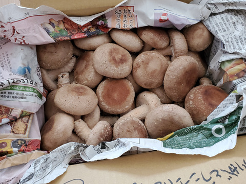 ☆規格外品☆見た目を気にせずお得に美味しいしいたけを食べたい方必見！たっぷり1ｋｇ