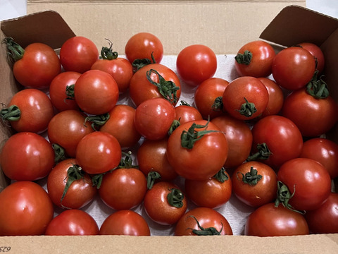 宮城県石巻産フルティカ★ミディトマト1kg