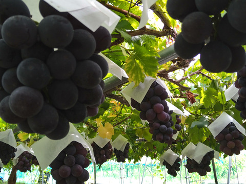 常温便☆山形県高畠産のシャインマスカット＆ピオーネのセット家庭用（一房400㌘〜500㌘）