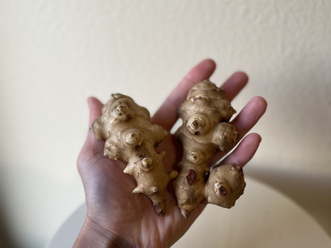 千葉県産　シャキシャキ食感！菊芋（お試しセット）