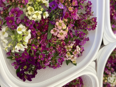 エディブルフラワー　アリッサム20-30房