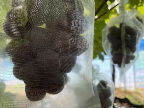 2026年秋予約販売 ★甘さ際立つ黒いマスカット「富士の輝き」 2～3房（1.2kg）ぶどう 10月出荷予定 青森県産、甘い、贈答、ギフト、家庭用にも