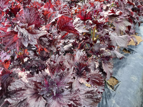 赤紫蘇600ｇ★期間限定　パチャママ農園　“天神赤しそ”　梅干し作りや紫蘇ジュース　梅