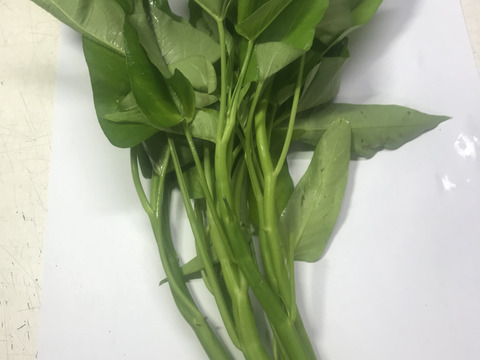 有機JAS　空心菜（エンサイ）500g