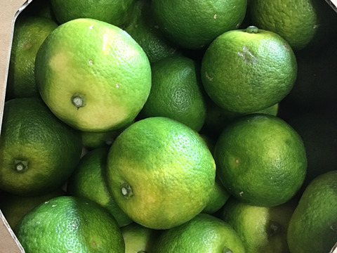 黄色完熟訳ありすだち１キロ(傷、黄色くなりました。)