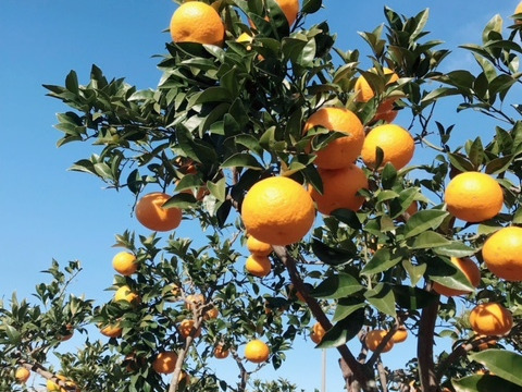 【残りわずか】農薬不使用甘夏・訳ありお得箱10kg♪