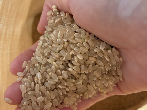 【令和7年新米】自然栽培ヒノヒカリ白米5Kg 栽培期間中農薬・肥料不使用