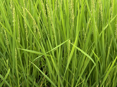 令和8年産新米】千葉市産コシヒカリ 無洗米4.5kg：千葉県産の