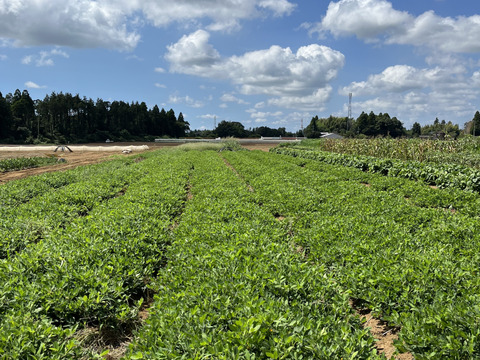 千葉県産　朝採れ！生落花生(おおまさり)1.2kg