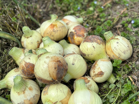 【自然栽培】採れたてシャキシャキ新玉ねぎ10㎏