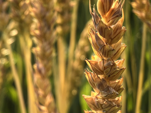 高い香りが人気！自然栽培小麦粉