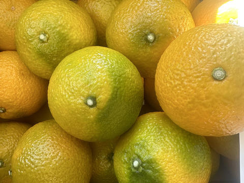 【限定・早割　1月発送予約受付中】樹上完熟スイートスプリング　5㎏