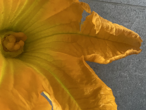 【規格外品】自然栽培の花ズッキーニ　12本