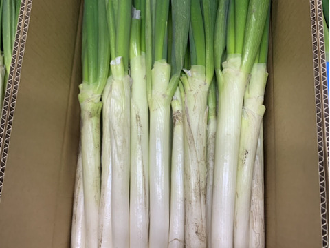 【訳アリ】＊秋田県産秋冬ねぎ＊  5㎏