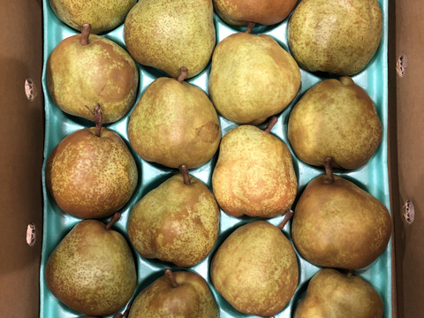 ラ・フランス5kg20玉　追熟し完了後発送