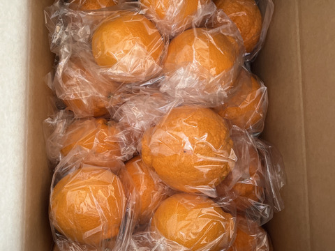 熊本発祥の不知火デコみかん
むきやすくとても甘く美味しいみかんです🍊
Ｌから3L玉が入ります。約4.5k前後