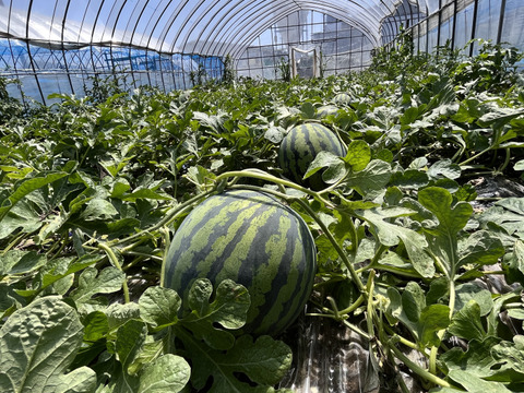 シャリ感しっかり！お正月スイカ「くんぷう味一番」６kg