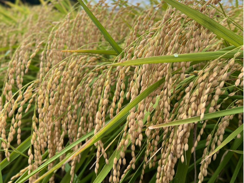 令和7年産 新品種！『玄米』あいちのこころ 30kg