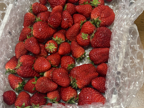 【期間限定セール価格】MIXいちご "紅ほっぺ" 1kg 『バラ詰め』"販売中"