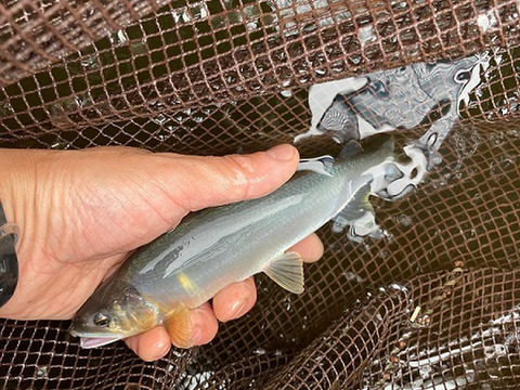 【夏ギフト】冷凍個包装で便利！旨みが自慢の【信州あゆ】10尾入