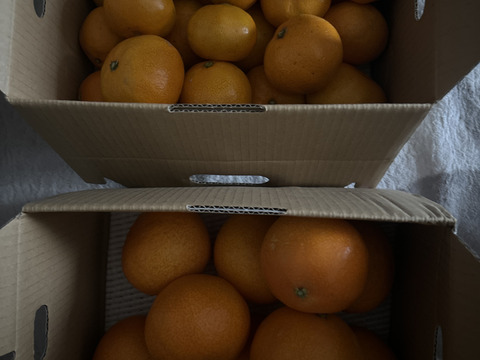 愛まどんな・灘みかん食べ比べセット
各2kgセット