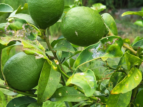 初物❗箱入りレモン息子(栽培期間中農薬不使用・有機肥料・ノーワックス)皮まで食べて❗