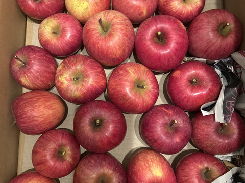 【今だけお買い得！訳あり★50%OFF★】家庭用葉とらずふじりんご5㎏【長野県産】