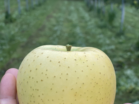 太陽の光を浴びた、黄金色のりんご「きおう」5キロ