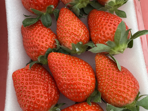 JGAP認証・千葉県産かおりのセット(2パック入り)