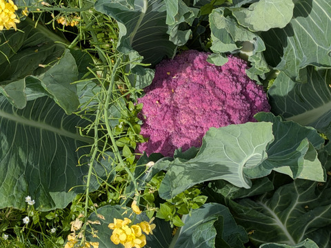 🟣🟡🟢３色セット🟢🟡🟣