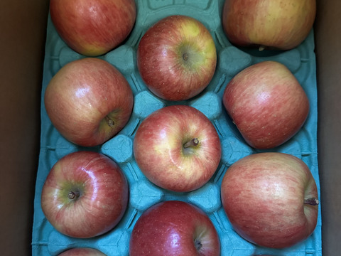 青森県産りんご　葉とらずりんご　高徳（こうとく）りんご　家庭用【3㎏　8～12個入り】
