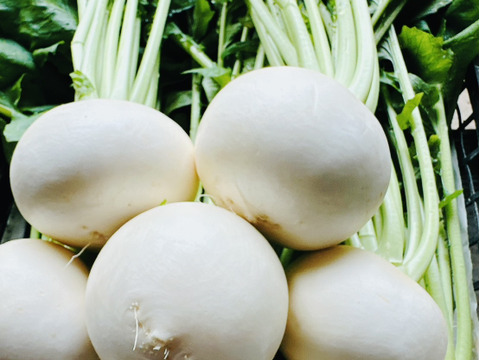 27日金曜日発送‼️新鮮お野菜セット✨