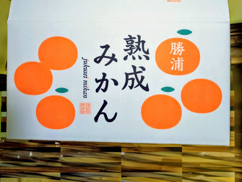 蔵出し貯蔵晩生みかん(3Lより大きいサイズ8kg・約40個)