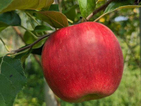 サンつがる　りんご　約５キロ　１８個〜２０個　できるだけ傷の無いりんごたち　鮮度保持の小さめ