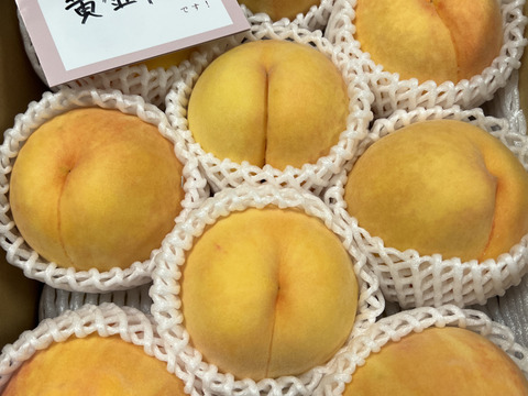 【職人技】黄桃　品種は何が届くかお楽しみ♪3㎏（6-11玉）【夏ギフト】