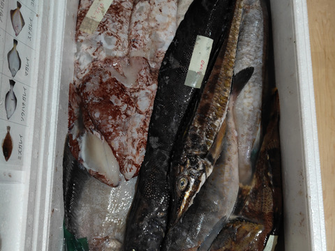 【知床らうす直送】梅コース5kg詰 (未利用魚ボックス 低利用魚も入ります) 海鮮セット 鮮魚ボックス 海鮮ボックス