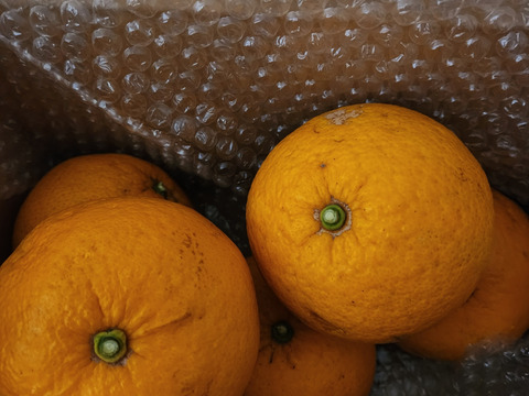 今シーズンラスト甘夏　箱込み4800g以上　1個250gから280g　農薬不使用