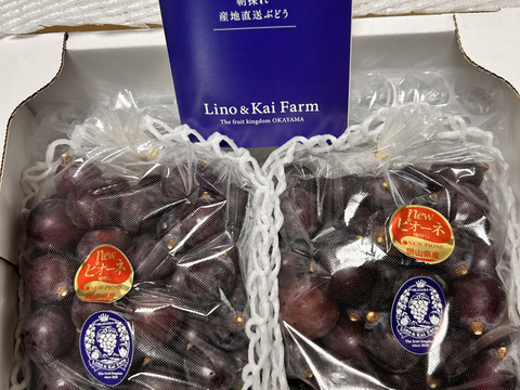 ご奉仕価格 即出荷 粒カット】 岡山の『ニューピオーネ