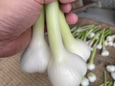 京都府産｜香り濃厚！ホクホク国産にんにく500g（5〜6個）【農家直送】