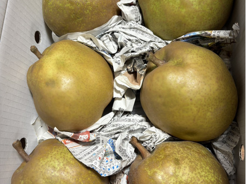 まるせい果樹園のラ･フランス　訳あり　2kg箱　玉数指定不可　nr2