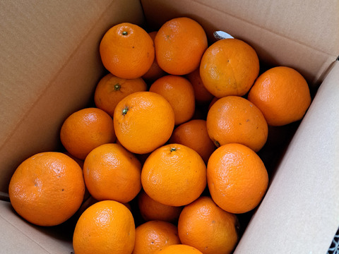 有機栽培 伊予柑 5kg