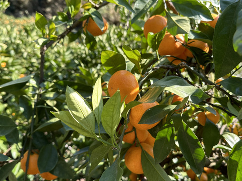今日で終わりです！大人気！ちょう小玉食べ過ぎ注意！有田みかん 10kg