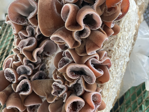 今が旬！希少な生キクラゲ【有機JAS認証取得】100g×４袋